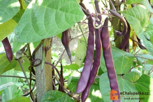Tyčkové fazole jsou jednoleté rostliny.