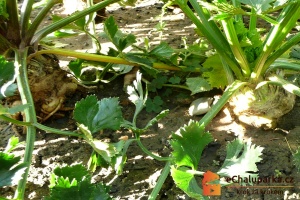 Bulvový celer je dvouletá kořenová zelenina.
