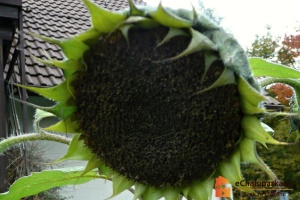 Slunečnice jsou roční rostliny.
