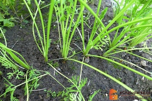 Mrkev je dvouletá rostlina, protože semena vytváří až druhým rokem.

