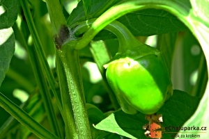 Paprika se u nás pěstuje jako jednoletka, v teplých oblastech roste jako vytrvalý keřík.
